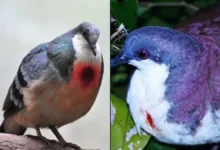 Untitled design 2026 09 05T211108.809 Mindoro bleeding heart pigeon
