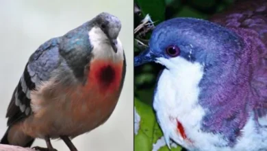 Untitled design 2026 09 05T211108.809 Mindoro bleeding heart pigeon