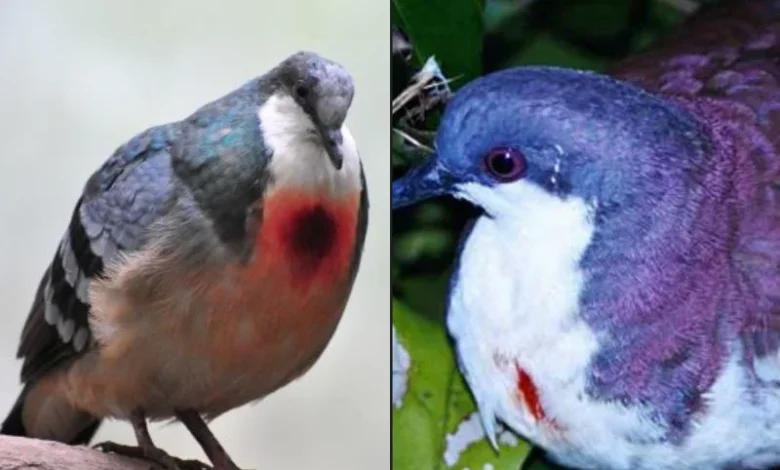 Mindoro bleeding heart pigeon