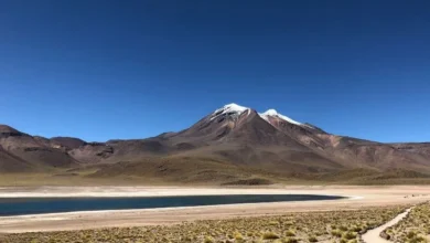 Untitled design 2026 09 07T191437.511 Atacama Desert bloom