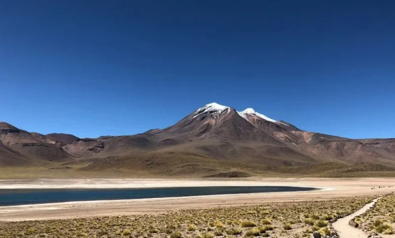 Atacama Desert bloom