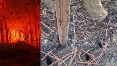 Untitled design 2026 09 07T193536.570 Indonesia Peatland Fires