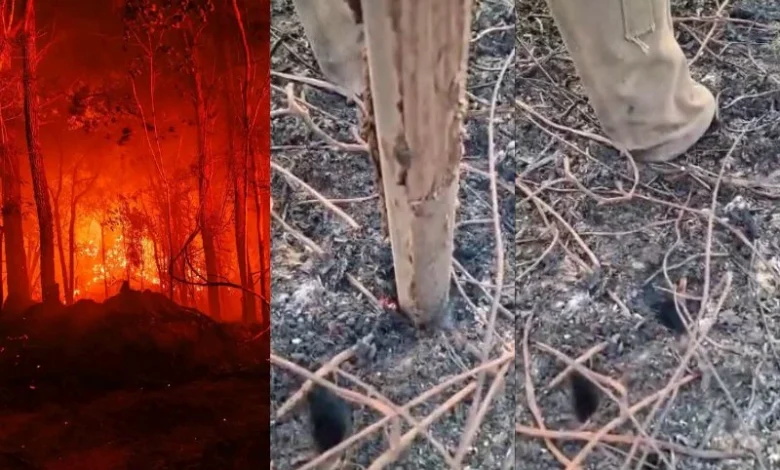 Indonesia Peatland Fires
