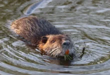 Untitled design 2026 09 08T193456.835 Dorset beaver rewilding