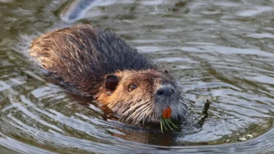 Untitled design 2026 09 08T193456.835 Dorset beaver rewilding