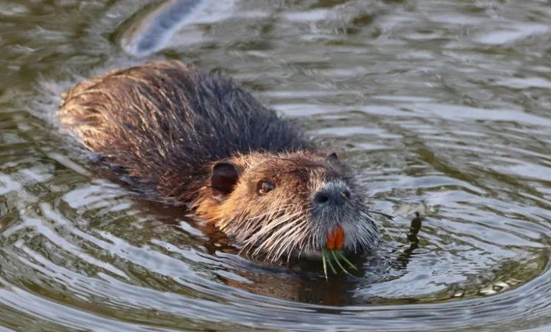 Dorset beaver rewilding