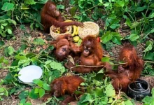 Untitled design 2026 09 08T195343.894 Odisha orangutan rescue