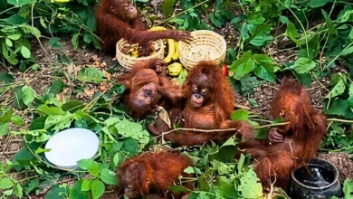 Untitled design 2026 09 08T195343.894 Odisha orangutan rescue