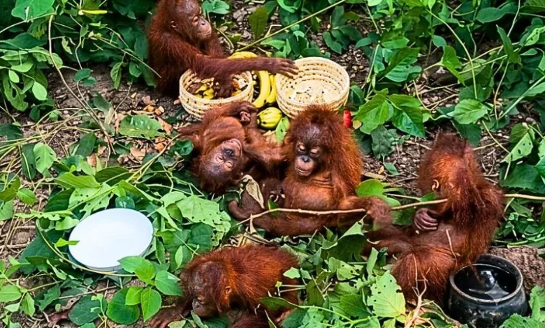 Untitled design 2026 09 08T195343.894 Odisha orangutan rescue