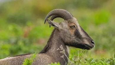 Untitled design 2026 09 10T174156.981 Nilgiri tahr protection
