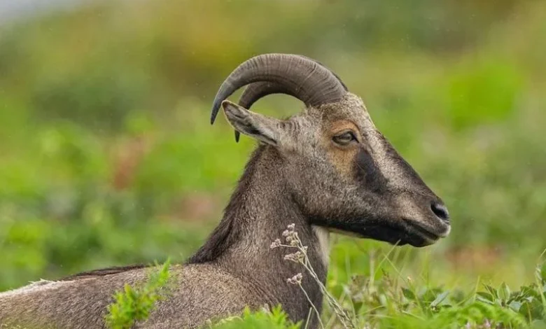 Untitled design 2026 09 10T174156.981 Nilgiri tahr protection