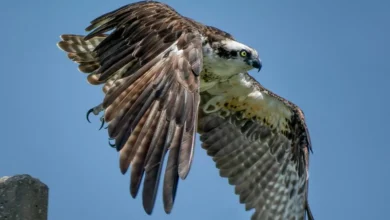 Untitled design 2026 09 10T211538.628 migratory raptor conservation