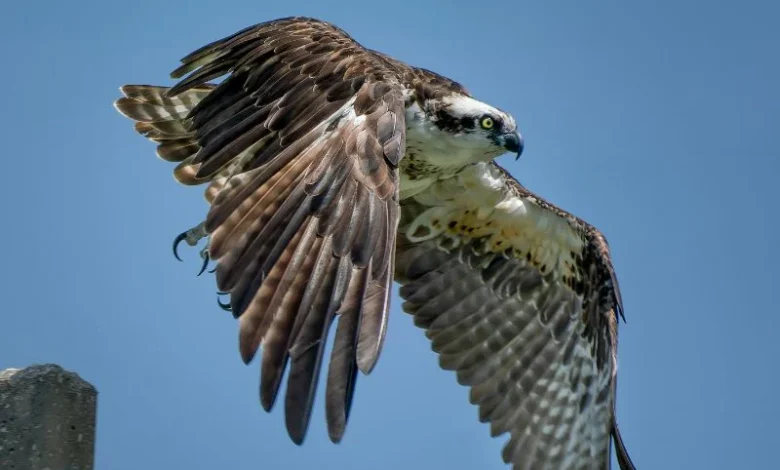migratory raptor conservation
