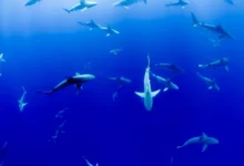 Untitled design 2026 09 11T193521.675 freshwater river sharks