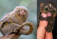 Untitled design 2026 09 13T194918.475 pygmy marmoset in Amazon rain forest