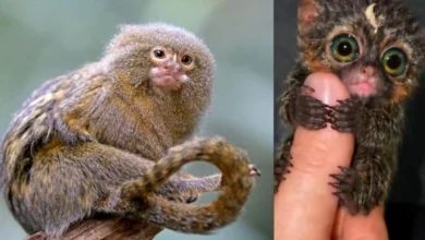 Untitled design 2026 09 13T194918.475 pygmy marmoset in Amazon rain forest