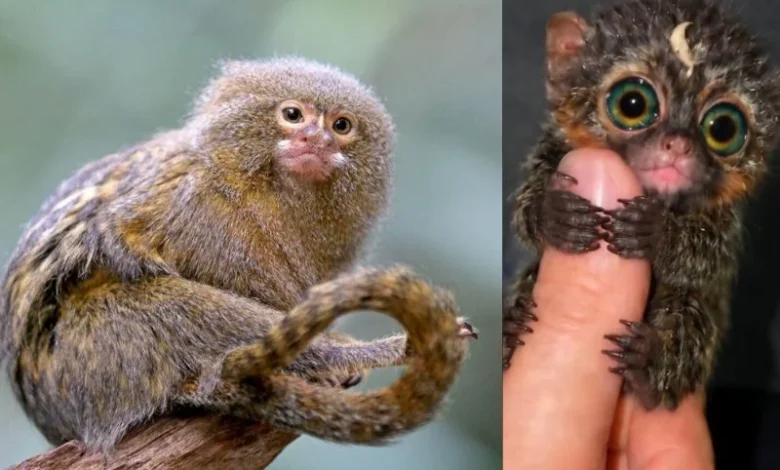 pygmy marmoset in Amazon rain forest