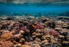 Untitled design 2026 09 14T155911.046 Coral Triangle Reefs
