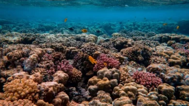 Untitled design 2026 09 14T155911.046 Coral Triangle Reefs