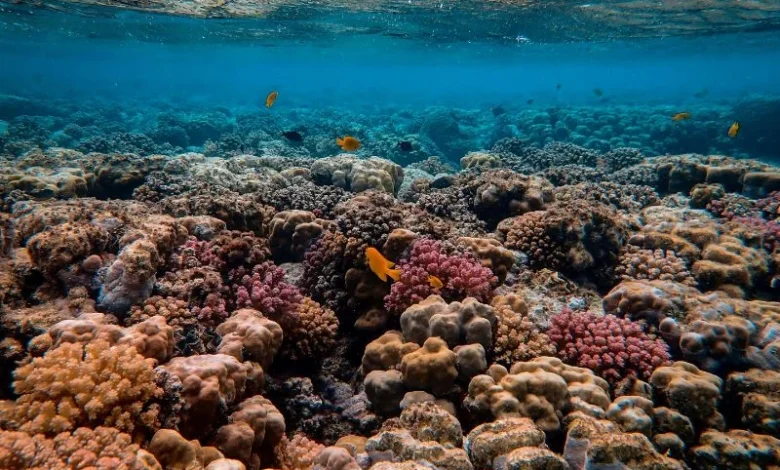 Untitled design 2026 09 14T155911.046 Coral Triangle Reefs