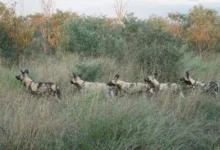Untitled design 2026 09 14T190332.232 African wild dog migration