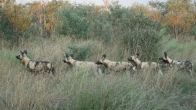 Untitled design 2026 09 14T190332.232 African wild dog migration