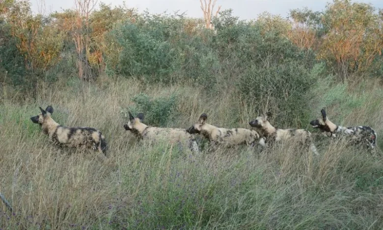 African wild dog migration