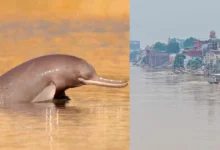 Untitled design 2026 09 15T174842.963 Ganges river dolphins