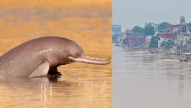 Untitled design 2026 09 15T174842.963 Ganges river dolphins