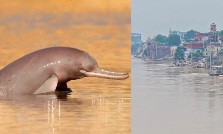 Untitled design 2026 09 15T174842.963 Ganges river dolphins