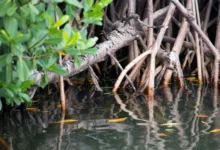 Untitled design 2026 09 15T190331.915 Gujarat mangrove shield