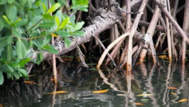 Untitled design 2026 09 15T190331.915 Gujarat mangrove shield