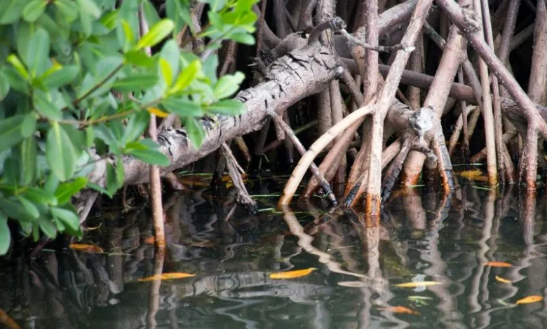 Gujarat mangrove shield