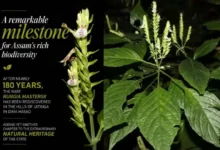 Untitled design 2026 09 15T192803.318 Rare Assam plant