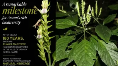 Untitled design 2026 09 15T192803.318 Rare Assam plant
