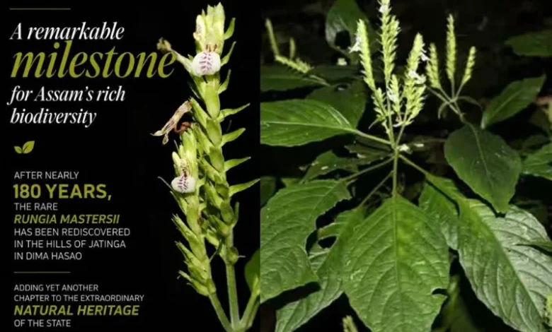 Rare Assam plant