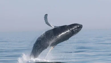 Untitled design 2026 09 16T212138.005 Hawaiian humpback whales