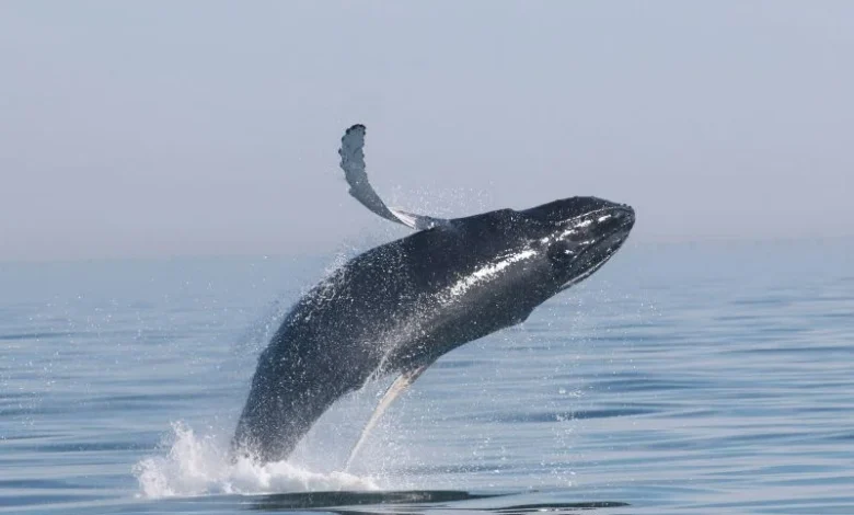 Hawaiian humpback whales