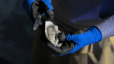Untitled design 2026 09 16T213031.474 Florida oyster shell recycle