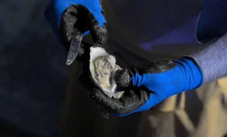 Florida oyster shell recycle