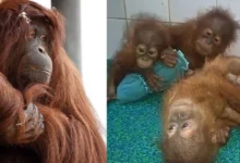 Untitled design 2026 09 18T193245.894 Tapanuli orangutan threats
