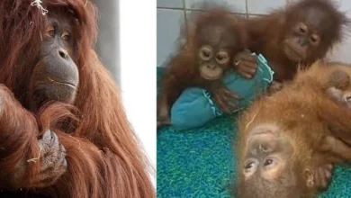 Untitled design 2026 09 18T193245.894 Tapanuli orangutan threats