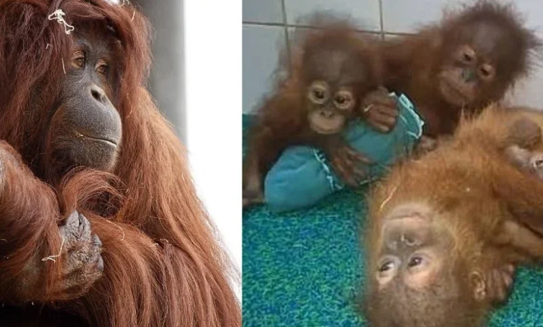 Tapanuli orangutan threats