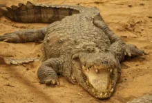 Untitled design 2026 09 18T194043.640 African dwarf crocodile trade