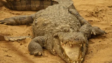 Untitled design 2026 09 18T194043.640 African dwarf crocodile trade