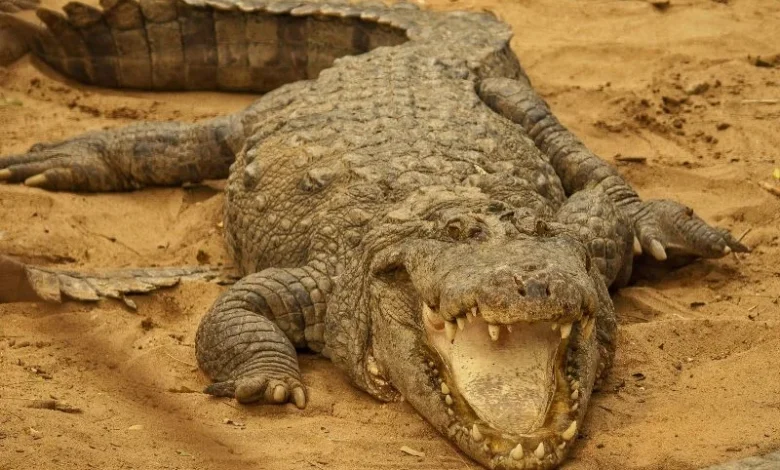 African dwarf crocodile trade