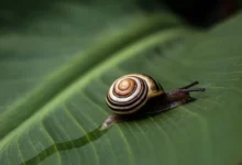 Untitled design 2026 09 19T190629.104 giant African snail