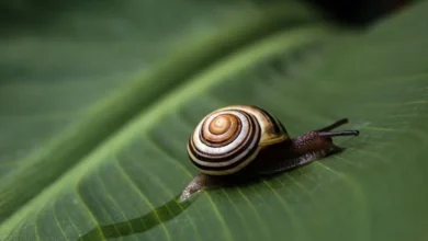 Untitled design 2026 09 19T190629.104 giant African snail