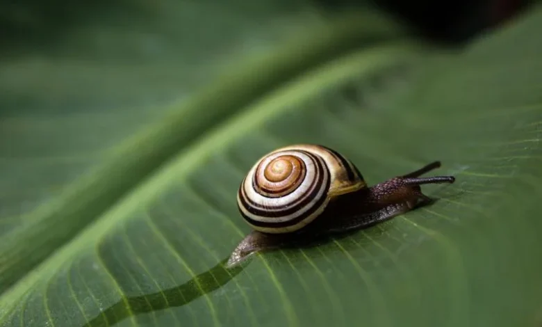 Untitled design 2026 09 19T190629.104 giant African snail