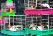 Untitled design 2026 09 19T191418.042 Exotic primate smuggling
